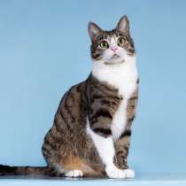 Кошечка Бонни ищет доброе сердце, в Москве