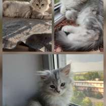Сибирские котята, в г.Бендеры