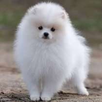 Возьму в дар шпица, в г.Петропавловск