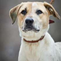 Отдам даром Молодой пес Гермес в дар., в Москве