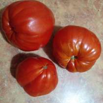 Семена урожайных томатов, в Барнауле