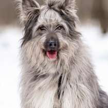 Красивая собака в добрые руки, в Москве