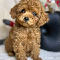 Toy poodle. Red brown, в г.Берлин