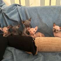 Сфинкс котята, в Краснодаре