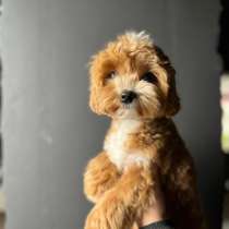 Мальтипу f1 мини, в Москве