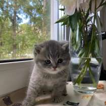 Британская короткошёрстная кошка с документами, в Минусинске