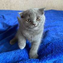Продам вислоухого шотландского котёнка, в Владивостоке