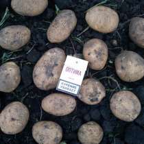Картофель разных сортов оптом от производителя., в Саратове