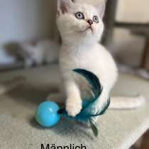 Reinrassige BKH Kitten mit blauen Augen, в г.Wirges