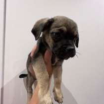 Щенок маленькой собачки в дар, в Москве