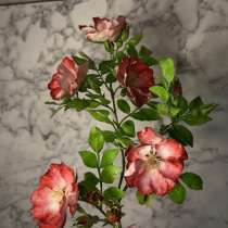 Веточка шиповника из холодного фарфора, в Нижнем Новгороде