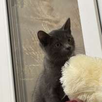 Британские котята девочка умненькие ласковые игривые, в Пензе