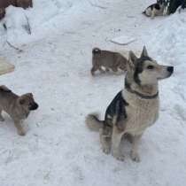 Щенки западно- сибирской лайки, в Москве