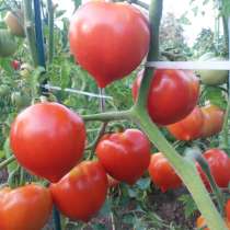 Продам семена томатов, в г.Росток