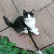 Ищем дом бездомному котику, в Москве