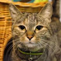 Кошечка Фенечка мечтает о семье, в Москве