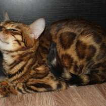 Шикарная бенгальская кошка, в Санкт-Петербурге