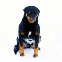 Смышленая девочка 1,5 года от роду ищет добрые руки!, в Москве