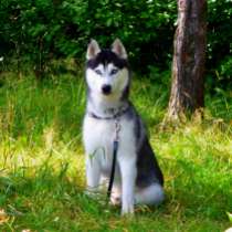 Черно-белые кобели хаски для вязки, в Москве