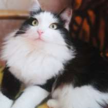 Шикарный котик Май – ласковый красавец! Ищет дом!, в Москве