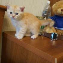 Шотландские котята, в Санкт-Петербурге