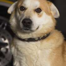 Дориан - мальчик 2 года, в дар, в Москве