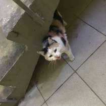 Хозяева выгнали в подъезд кошку!, в Москве