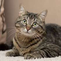 Ласкуша-стесняша Изюм в дар!!!, в Москве