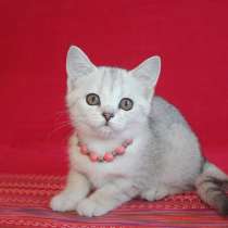 Шикарный британский котенок!, в Санкт-Петербурге