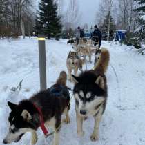 Катание на хаски, собачья упряжка, прогулка с хаски, фото, в Москве