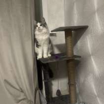 Тишка, в Казани