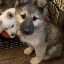 Щенки ищут дом, в Лобне