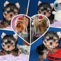 Щенок Йорк, мелкий стандарт, в Москве