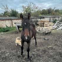 Лошадь, в Нальчике