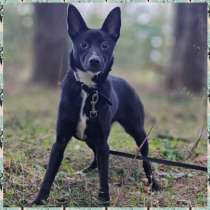 Собака Лина даром, в Москве