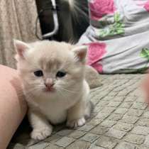 Золотая шиншилла, в Туймазах