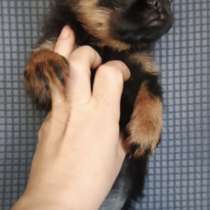 Пти-брабансон девочка, в Москве