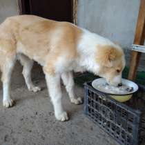 Продам щенка Алабая (САО), в г.Шымкент