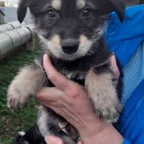 Щеночки в добрые руки, в Москве