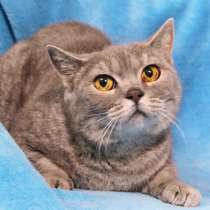 Метис британской кошечки Слава в дар, в Москве