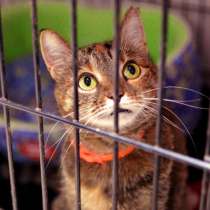 Кошечка Вербена ищет надежного друга, в Москве