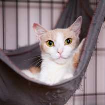 Стойкая Ванесса ищет надежную семью, в Москве