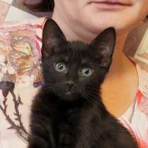Отдам котёнка в дар, бесплатно 2 мес, в Москве