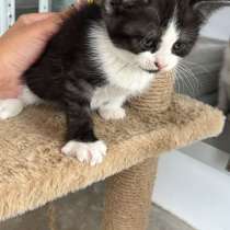 Котенок девочка, в Домодедове