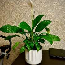 Цветы, в Новосибирске