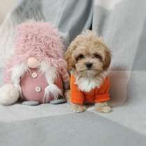 Мальтипу щенки, в Ростове-на-Дону