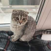 Ищем хозяина котенка. Найден 1 ноября 2025 года в Солнечной, в Обнинске