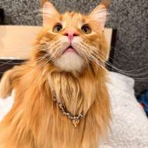 Продам кота породы мейн Кун, в Хабаровске