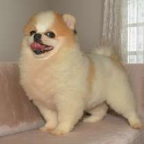 Девочка пом. шпиц, в г.Брилле