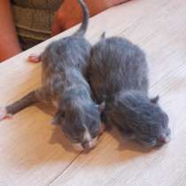 Котята от русской голубой, в Санкт-Петербурге